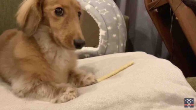 ダックスフンド,動画