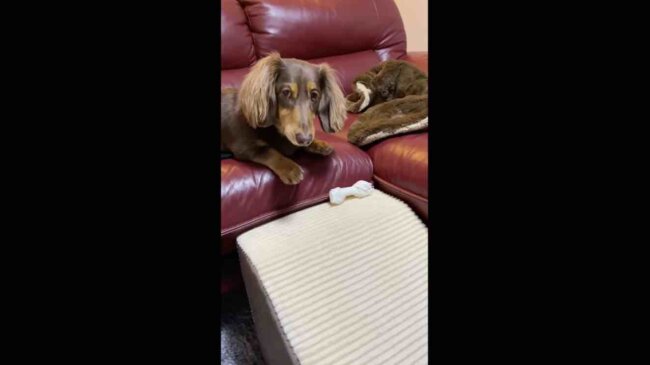 ダックスフンド,動画