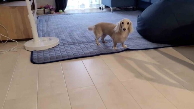 ダックスフンド,動画