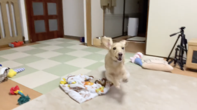 ダックスフンド,動画