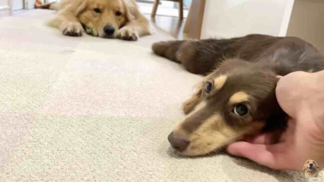 ダックスフンド,動画