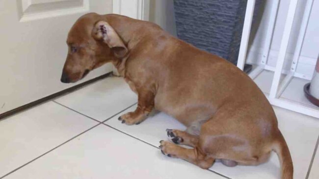 ダックスフンド,動画