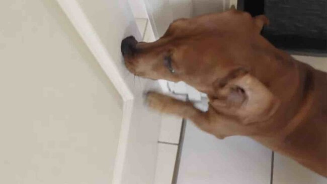 ダックスフンド,動画