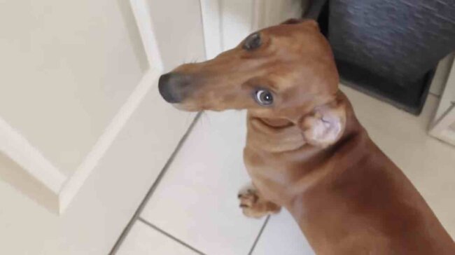 ダックスフンド,動画