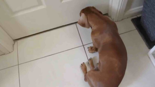 ダックスフンド,動画