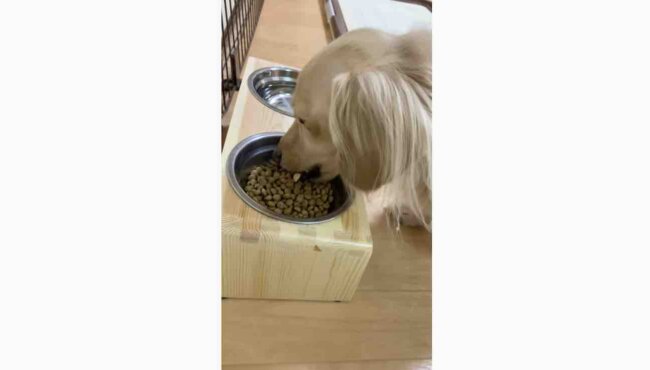 ダックスフンド,動画