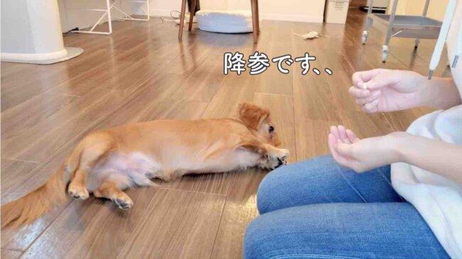 ダックスフンド,動画