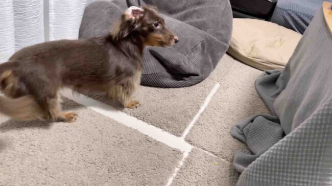 ダックスフンド,動画