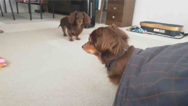 ダックスフンド,動画