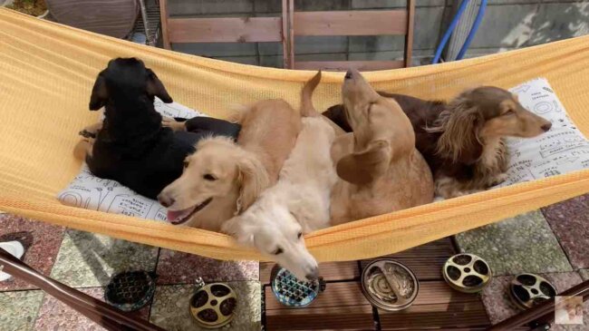 ダックスフンド,動画