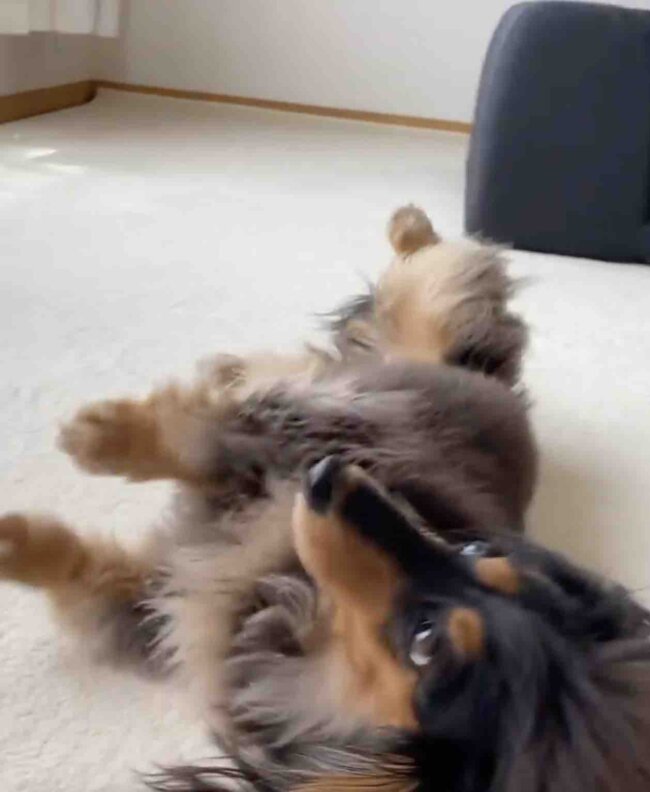 ダックスフンド,動画