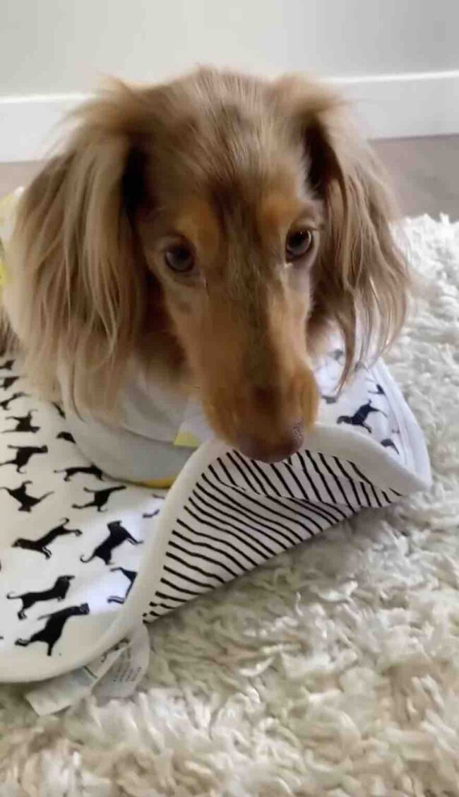 ダックスフンド,動画