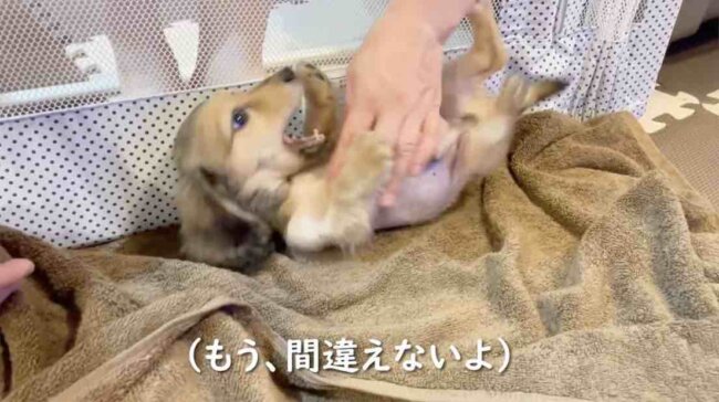 ダックスフンド,動画