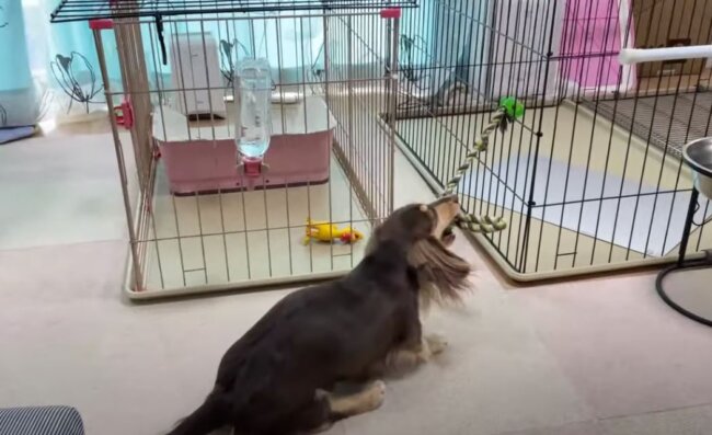 ダックスフンド,動画