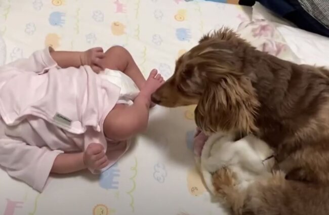 ダックスフンド,動画