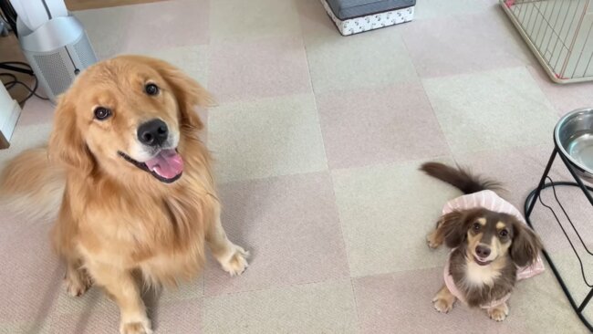 ダックスフンド,動画