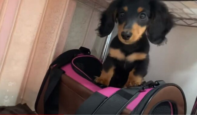 ダックスフンド,動画