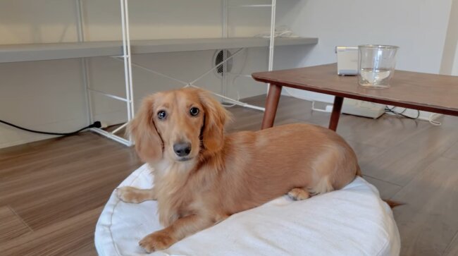 ダックスフンド,動画