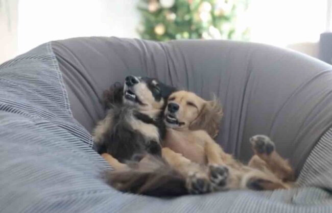 ダックスフンド,動画