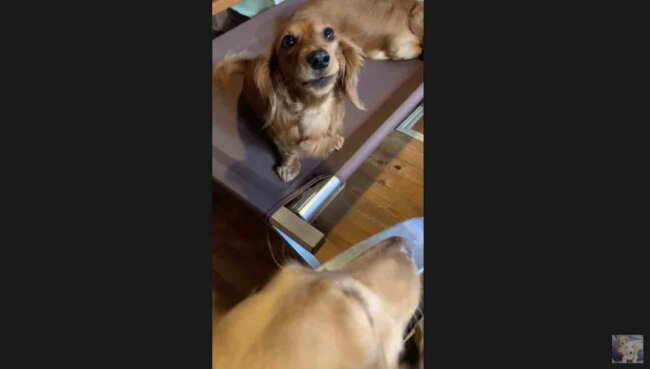 ダックスフンド,動画