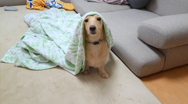 ダックスフンド,動画