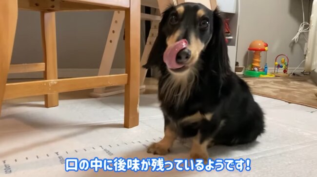 ダックスフンド,動画