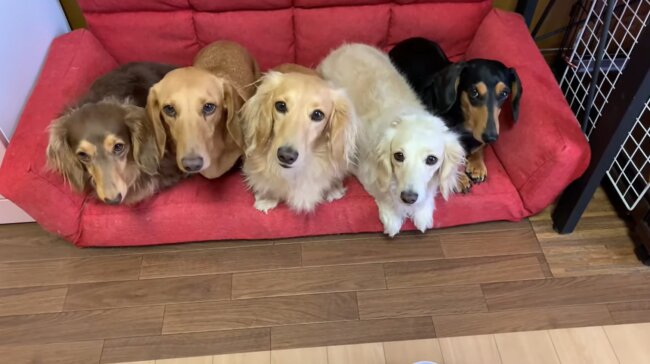 ダックスフンド,動画