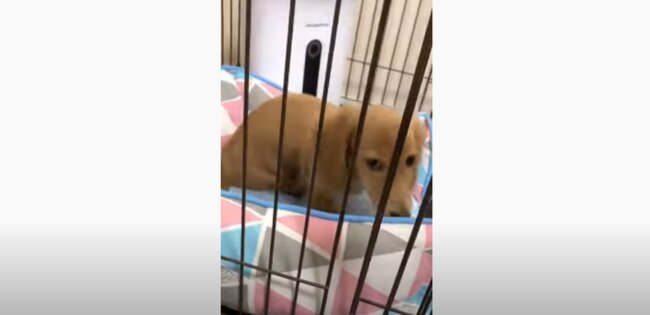 ダックスフンド,動画