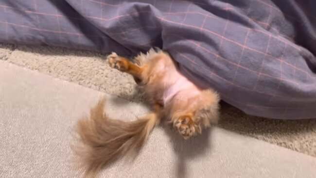 ダックスフンド,動画