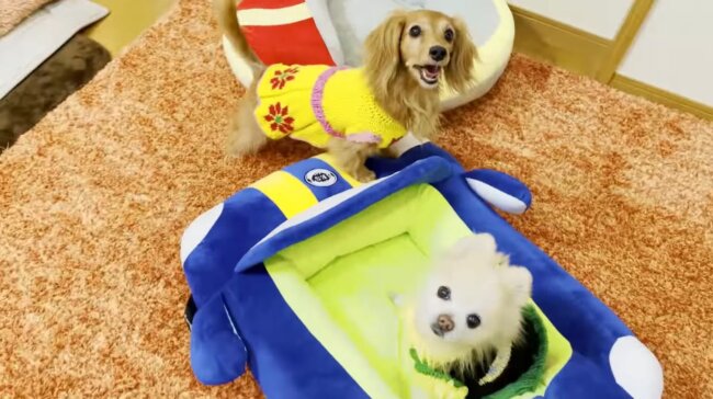 ダックスフンド,動画