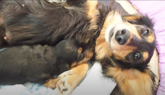 ダックスフンド,動画