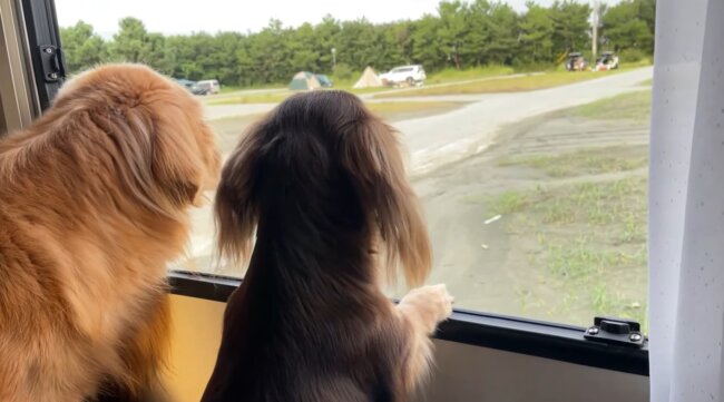 ダックスフンド,動画