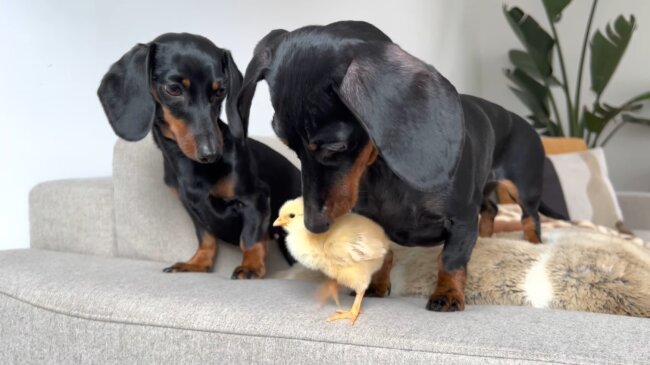 ダックスフンド,動画