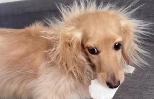 ダックスフンド,動画