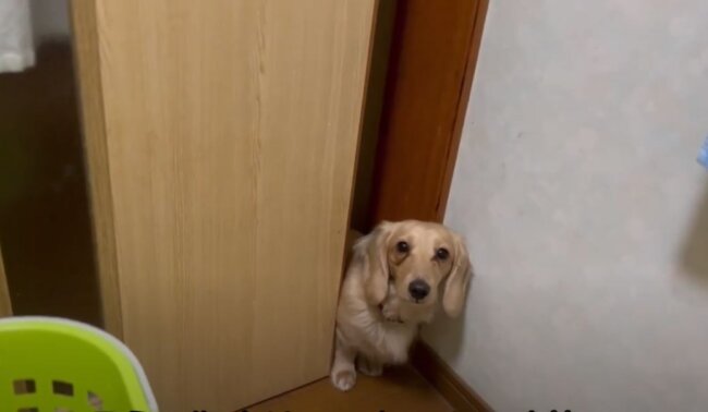 ダックスフンド,動画