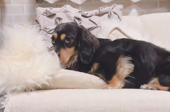 ダックスフンド,動画