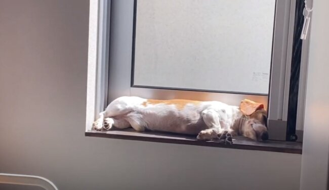 ダックスフンド,動画