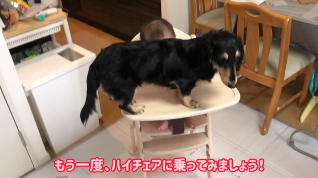 ダックスフンド,動画