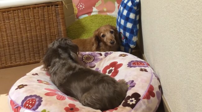 ダックスフンド,動画