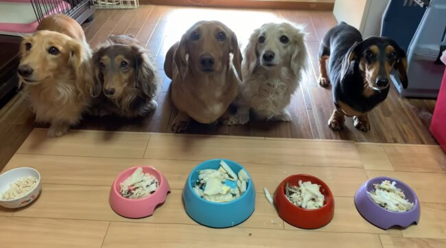 ダックスフンド,動画