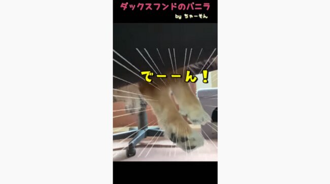 ダックスフンド,動画