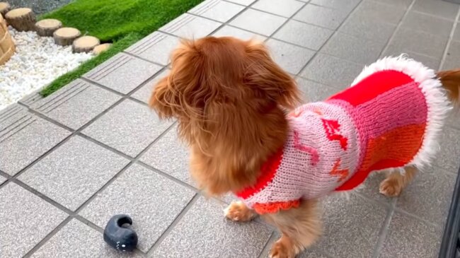 ダックスフンド,動画