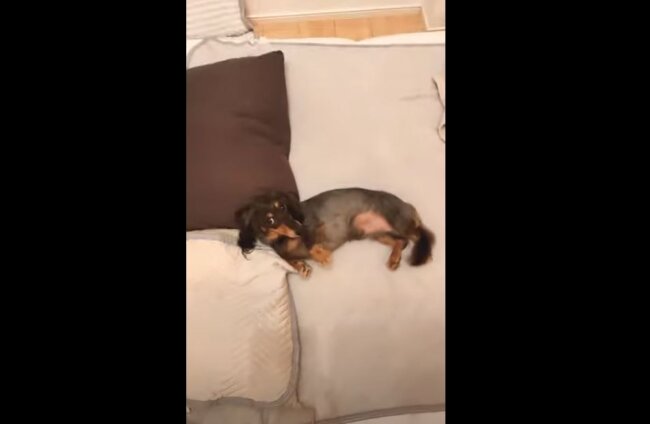 ダックスフンド,動画