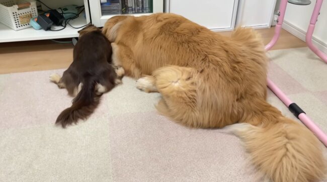 ダックスフンド,動画