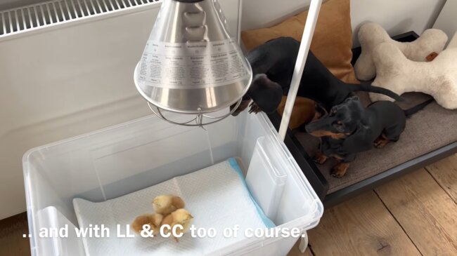 ダックスフンド,動画