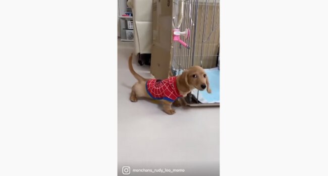 ダックスフンド,動画