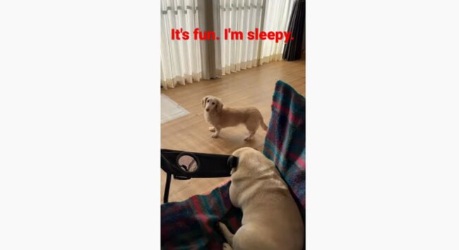 ダックスフンド,動画