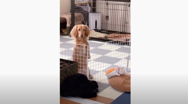 ダックスフンド,動画