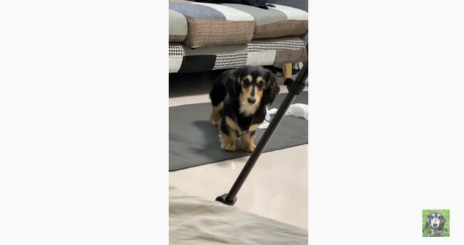 ダックスフンド,動画