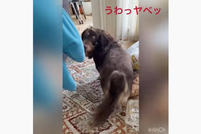 ダックスフンド,動画